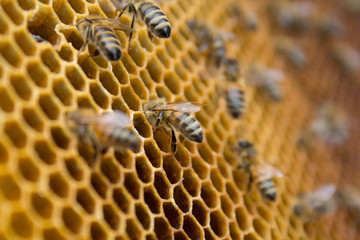 Honeycombs - hexagonal structure full of honey inside beehive with working bees.