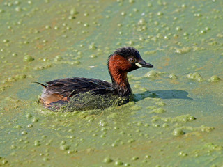 little grebe (Tachybaptus ruficollis), in the swamp