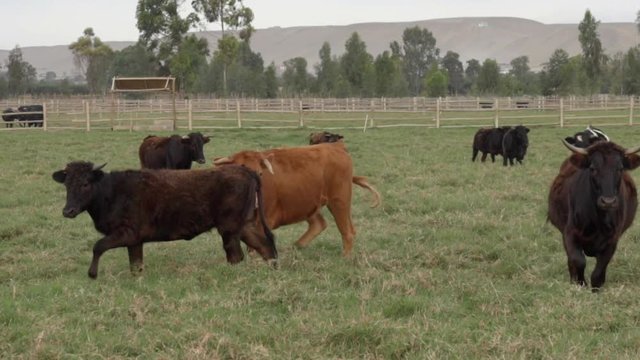 Cattle in the field close up.