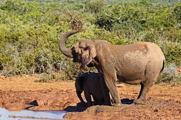 Female elephant throwing mud at herself and calf