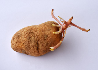 Kartoffelkeimung; solanum tubersosum;