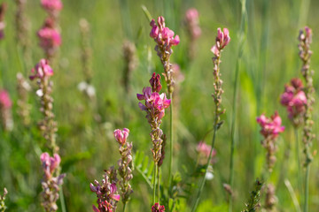 Fototapeta premium Esparcet pink flowers ,Onobrychis viciifolia