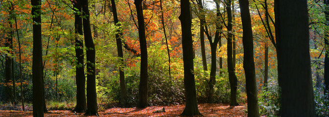 panoramic view of a forest in autumn colors