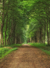 Fototapeta premium Зеленая аллея деревьев в парке 