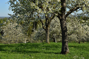Streuobstwiese mit bluehenden Kirschbaeumen
