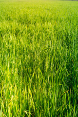 Rice field looks like Green grass. Everywhere is light Green