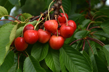 Sueßkirschen, prunus avium, sweet cherries