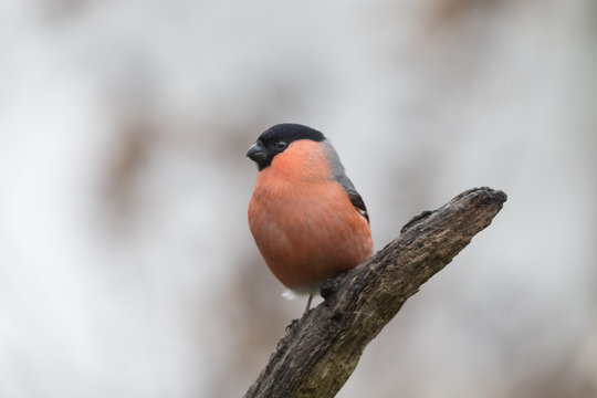 Dompfaff