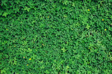 Green leaf background