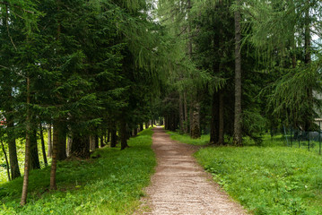 Boardwalk in forest. Footpath Winding through Green Forest. Dark forest and a road. Hiking Trail through Natural Spruce Tree Forest. 