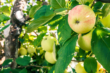 Ripe and green immature apples on branch of the tree in the garden