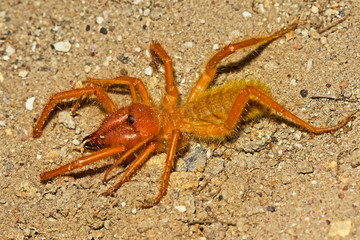 Solifuge Spider on ground
