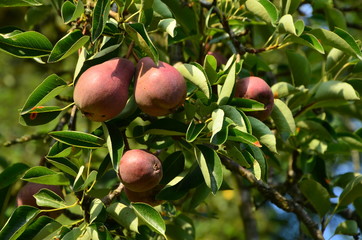 Birnenbaum 