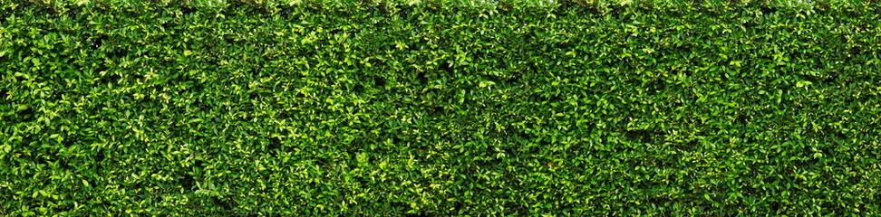 Green leaves texture and background.