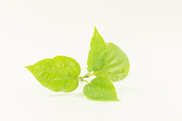 Fototapeta na wymiar Houttuynia leaf
