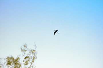 Bird flying over in blue morning sky.