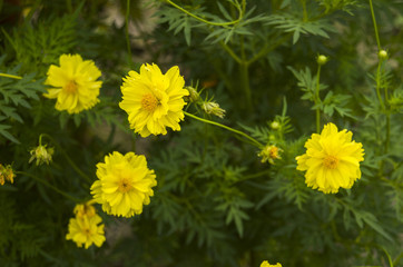 Beautiful of yellow flower head in public park at Chiang Mai,Thailand.