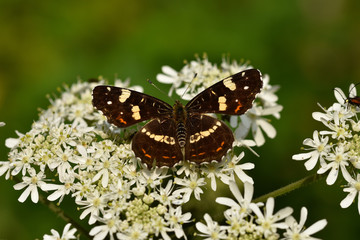 Landkaertchen; Sommergeneration; Sommerfaerbung, Araschnia levana,