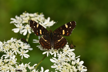 Landkaertchen; Sommergeneration; Sommerfaerbung, Araschnia levana,