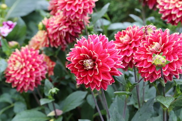 Flowering dahlias in the garden