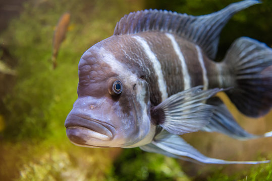 Cyphotilapia frontosa fish endemic to Lake Tanganyika commonly known as The Frontosa Cichlid or Humphead Cichlid
