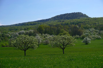 Fototapeta na wymiar Fruehlingslandschaft mit Streuobstwiese am Fuße der Schwaebischen Alb