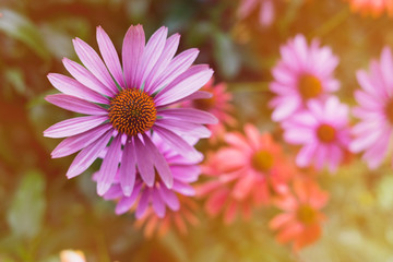 Obraz premium Beautiful colored summer flowers