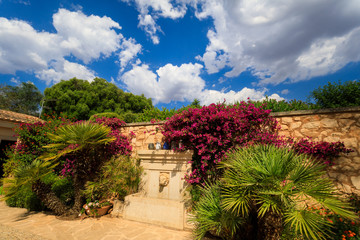 Private garden in summer