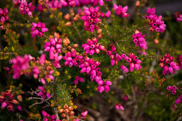 Fototapeta premium Purple macro flowers shot