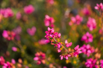 Purple macro flower closeup