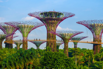 シンガポール　植物園　