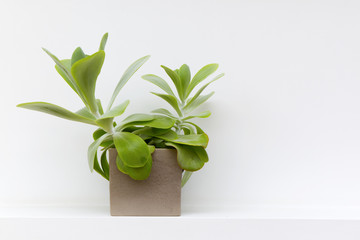Flower in a pot against a white wall background
