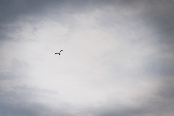 Albatross bird flying in the cloudy sky in summer over the sea