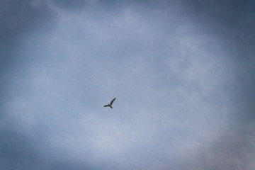 Obraz premium Albatross bird flying in the cloudy sky in summer over the sea