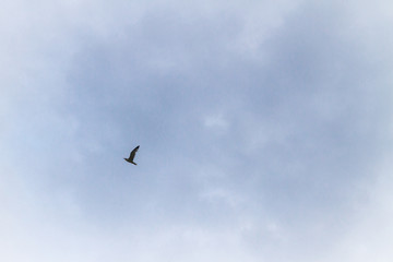 Albatross bird flying in the cloudy sky in summer over the sea