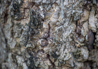 The bark of the tree
