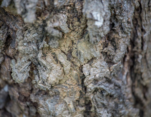 The bark of the tree