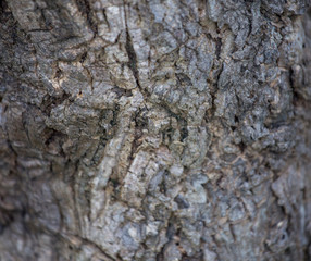 The bark of the tree