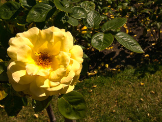 Gelbe Rose mit grünen Blättern und leicht unscharfen Hintergrund
