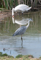 Swan and heron forced to seek food together in drought hit lake