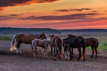 Fototapeta na wymiar a herd of horses on the field in the early morning at dawn
