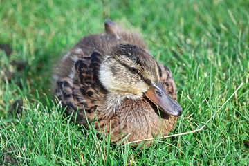 Front view of a juvenile Mallard duckling in grass