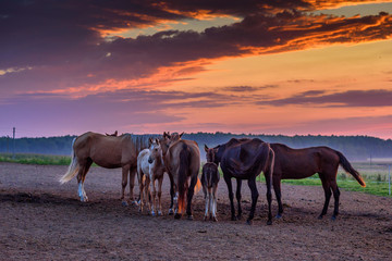 Obraz na płótnie Canvas a herd of horses on the field in the early morning at dawn