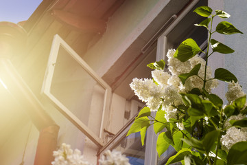 White lilac growing in front of the wooden window.