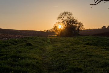 Sunset over meadow 