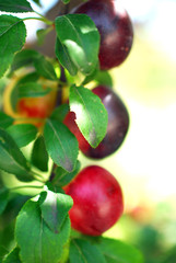 ripe organic plums on the tree