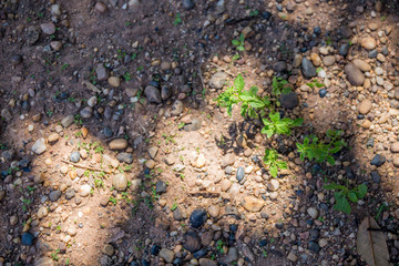 The road made of stone
