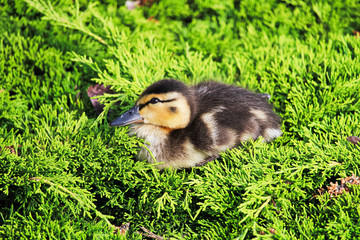 Closeup of a Mallard duckling sitting in a green juniper
