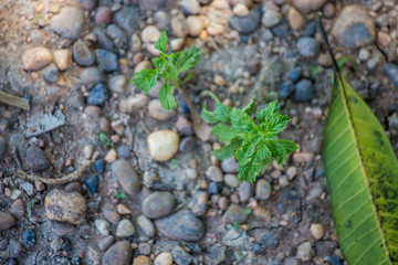 The road made of stone