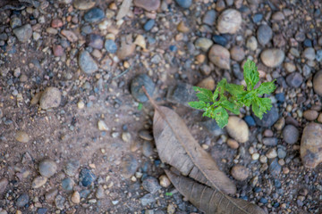 The road made of stone